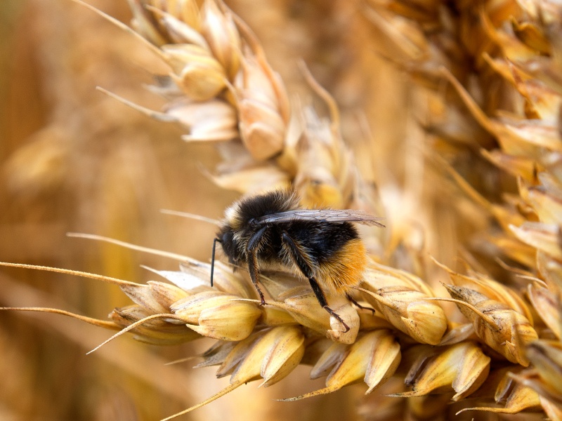 Crop Science, bee in wheat field